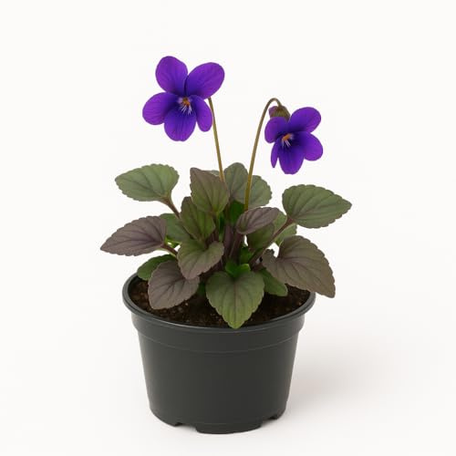 Viola labradorica – 6 Veilchen-Stauden – Blau blühende, winterharte & mehrjährige Gartenpflanzen – Rotbraunes Laub – Pflegeleichte Frühlingsblüher für Garten & Beet – 15cm Wuchshöhe (12)