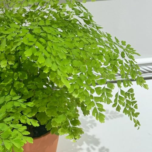 semillas resistentes de helechos, helechos de medicinales helecho silvestres, balcón perennes, jardín resistentes para jardín, 10pcs
