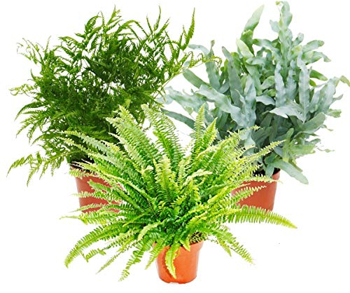 Exotenherz - Farn-Mix, 3er Set, 17cm Topf