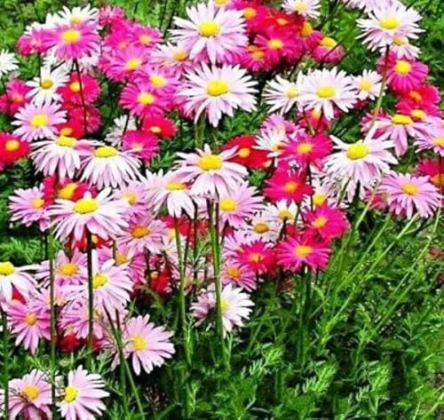 Buy4seeds ROBINSON'S Giant Mix - Painted Daisy Seeds - 180 Seeds Chrysanthemum Coccineum