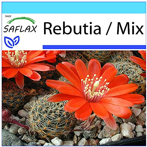 SAFLAX - Kit cadeau - Cactus nain argentin - 40 graines - Rebutia/Mix
