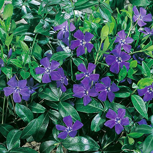 Vinca Minor Plug Plants. 'Hawaii'. Periwinkle. Fantastic Ground Cover. Medium Plug Plants x 4. Available from Bedwen Plants.