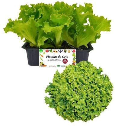 P. Piantine da Orto | Lattuga Canasta Chiara, Pianta da Orto o Balcone Pronta al Trapianto, Kit da 9 Piantine, Pianta Vera da Esterno, Vivaio Italiano