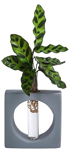 Dehner Waterplant Korbmarante Manilla, im Reagenzglas, Ø 2 cm, Höhe 20 cm | Calathea insigne, Wasserpflanze, pflegeleichte Zimmerpflanze, für halbschattige bis schattige Standorte