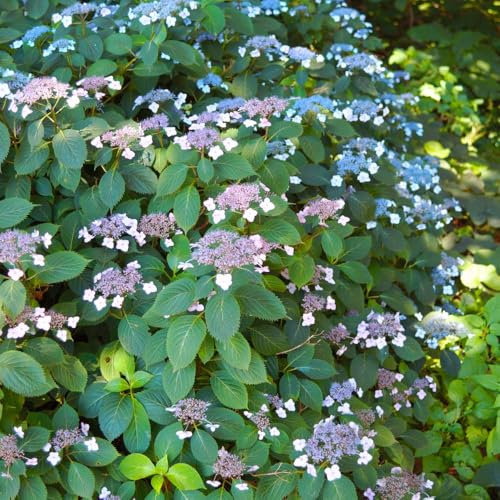 Hydrangea serrata 'Magic Seduction Annie's Blue' - Stunning Blue Lacecap Blooms with Pink Hues, Hardy Shrub, Ideal for Borders and Containers - 1X 3.6 Litre Pot by Thompson and Morgan
