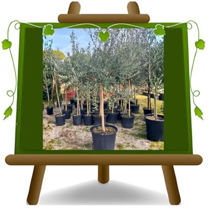 EURO PLANTS VIVAI Olivi Leccino pianta da frutto su vaso Mastello 55cm altezza 200-240 eta 13 anni