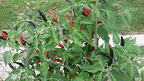 SEMI PEPERONCINO GOAT'S WEED+ GUIDA ALLA COLTIVAZIONE