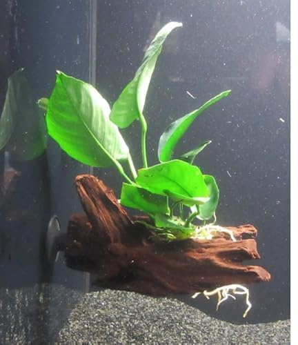 florari Wurzel+Saugnapf mit Anubias barteri - Breitblättriges Speerblatt auf Wurzel+Sauger