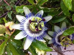 PASSIFLORA COERULEA NR.10 SEMI