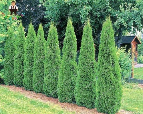 Shopmeeko 50 pz arbres cour conifères croissance naturelle pour bricolage maison et jardin semis