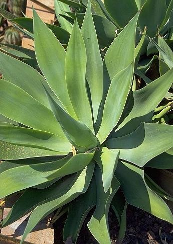 Graines d'agave queue de renard Agave Attenuata Cactus