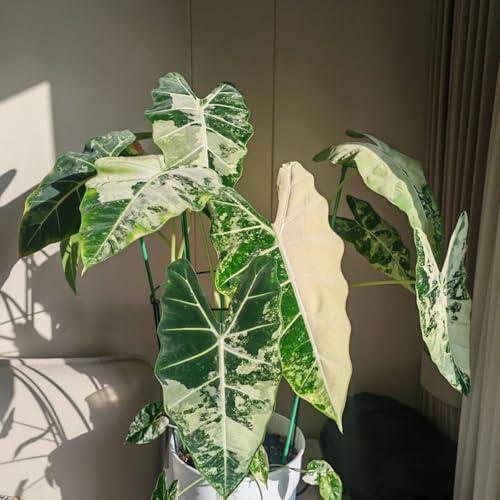 Oreja de elefante Tubérculos Resistentes - Colocasia esculenta Rizoma para Jardín, Ideal para plantar-4tubérculos-H