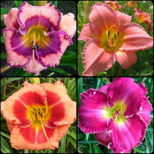 Winterhart, Beste Sorte, Botanik Kollektion, Pflegeleicht, BlüHend, Hemerocallis, Taglilien, Mehrjährig, (/Stauden/Staude/) -8Zwiebeln-I