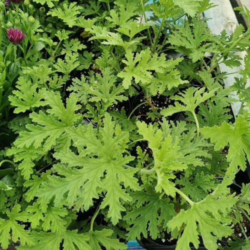 Semi di gerani profumati, verdi Geranio limone, per giardinieri giardino, serre sul balcone raro esotico resistenti esterno in vaso 100pcs