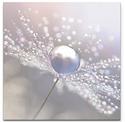Leinwandbilder | Bilder Leinwand 90x90cm Pusteblume mit Wassertropfen