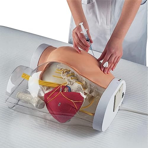 UIGJIOG Entrenamiento Punción Inyección Intramuscular Glúteos Transparente Maniquí Enseñanza Inyección Intramuscular Glúteos Y Modelo Comparación Transparente Sistema Neurovascular Estructura Ósea