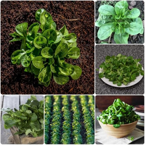 Semi di valeriana, semi da giardino verdi per il giardino lattuga invernali copertura 200pcs