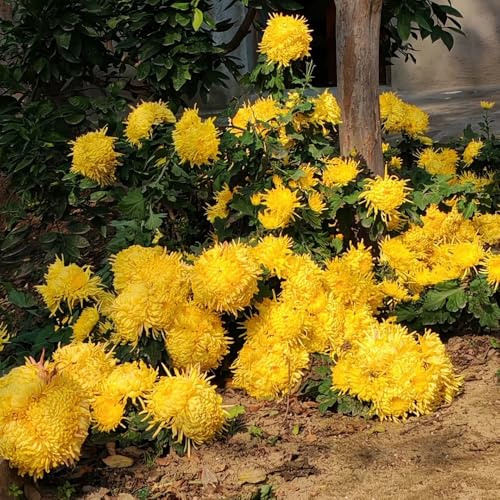 semillas de crisantemo resistentes, orgánicas para jardín en bancal elevado de variedades antiguas, 100pcs