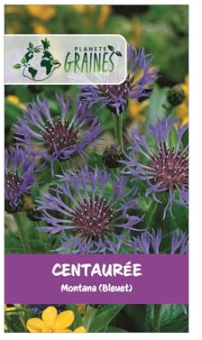500 graines de centaurée des montagnes centaurea montana bleuet des montagnes fleur vivace mellifère bleu intense -