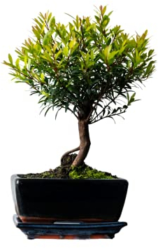 Syzygium Bonsai (ca 8 Order 10 Jahre) (Ca. 8 Jahre)