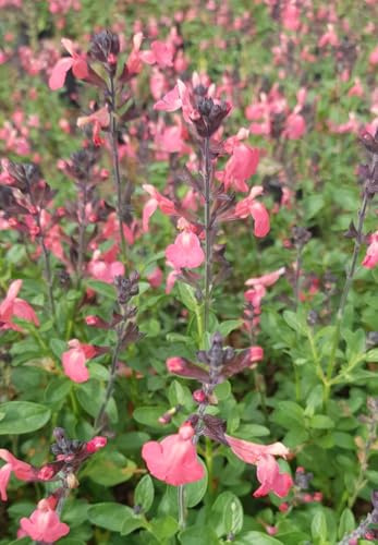 Salvia greggi MIRAGE 'Salmon'® / Sauge arbustive orange/Conteneur de 3 à 4 litres/Vivace