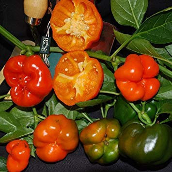 vegherb - Poivron Orange Graines