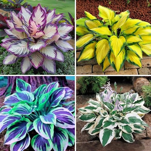 [VCUYHKMB] Funkien Kaufen: Winterfeste Hosta Rhizome für Dauerhafte Blumenfreude-15Rhizome-H