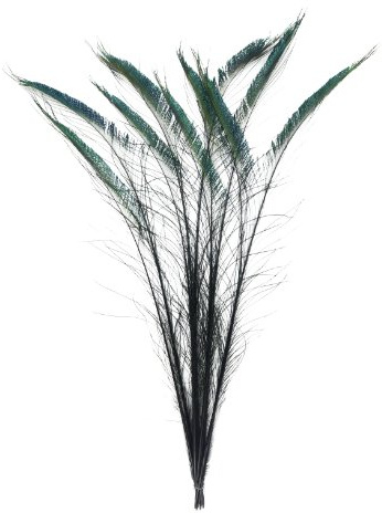ZUCKER - Natural Peacock Sword Stem Feathers - 10 Piece Packaged Feathers for Art Supply, DIY, Craft, Home Décor, 20”-25 - Black