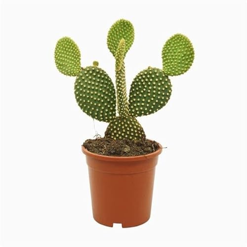 DECOALIVE Cactus de Interior Natural Opuntia Microdasys Buen Tamaño
