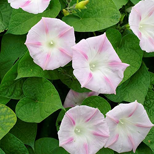 IPOMEA PURPUREA STELLATA ROSA NR.50 SEMI
