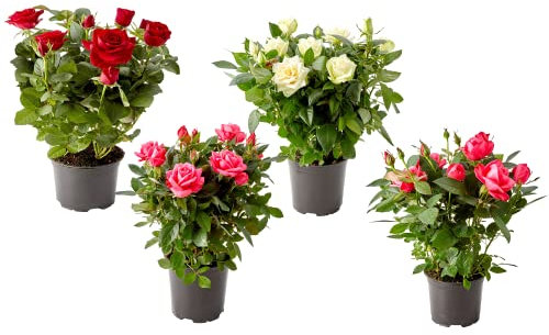 DECOALIVE Rosal Mini Set de 4 Plantas con Flor Plantas Naturales