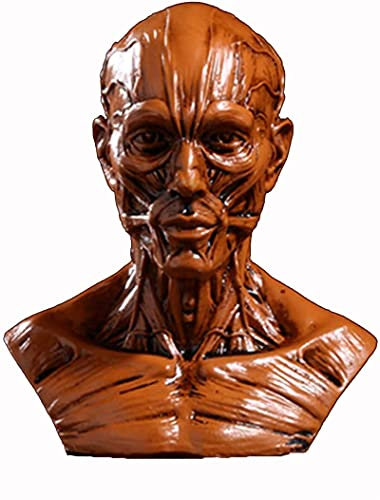 DYTAH Menschlicher Kopf Schädel Muskel Modell Anatomisches Harz Handwerk Malerei Referenz Art Modell Für Malerei Hilfe Unterrichtshilfe