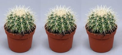 Segura Garden Pack de 3 Plantas Echinocactus Grusonii, 12-15 cm, Asiento de Suegra, Cactus Esférico con Espinas Doradas, Fácil de Cuidar, Interior