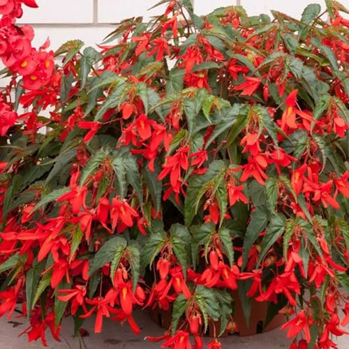 Santa Cruz Sunset Begonia 10 Seeds – Begonia x boliviensis—Scarlet Flowers, Annual—Pelleted Seeds for Shade Gardens & Containers— Non-GMO—18–24 Plants—119–133 Days