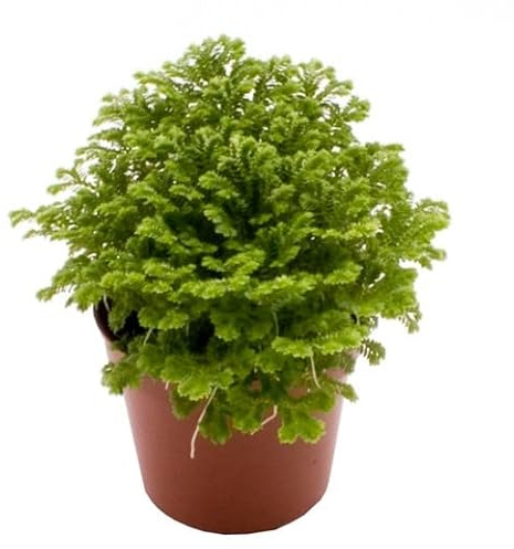 DECOALIVE Planta del Dinero Rosa Jericó en Maceta Que Puede Vivir También en Agua y Absorbe Malas Energías