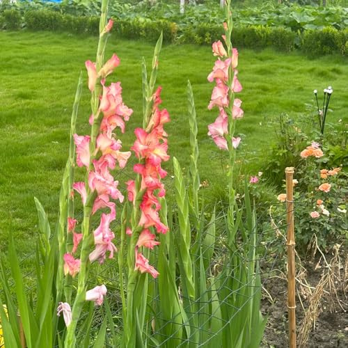 gladioli in resistenti interni gladioli riverdimento tetti Bulbi perenni e resistenti all'inverno giardino primavera 3pcs