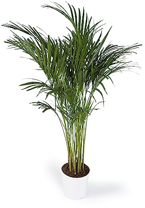 Cool Green - Plantas Naturales Interior - Areca - Mediana 21 - Apta para Mascotas
