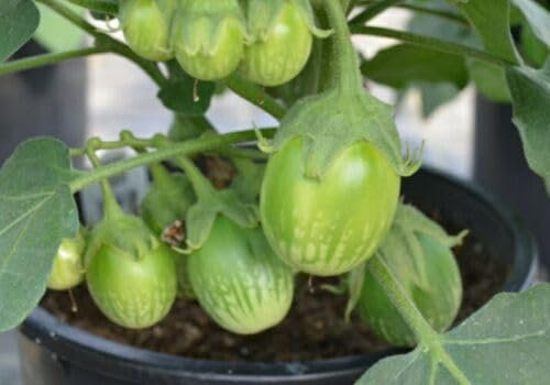 Buy4seeds 9 Seeds Emerald Isle Green Aubergine - Vegetable Eggplant, Baingon Easy to Grow