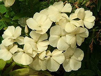 25 semi - Phlox Phlox 21 ° secolo di Burro Phlox drummondii Semi di Primavera