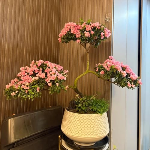 semi di rododendro, azalea resistente, Aiule rialzate per il giardino, perenni balcone 150pcs