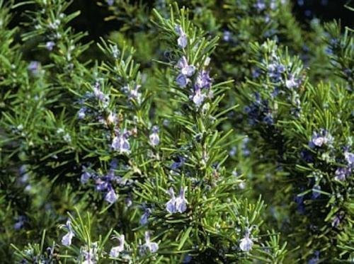 Semi Rosmarin Kräuter * 25 per conf. * Behälter o giardino POSIZIONI * FAV CUCINA