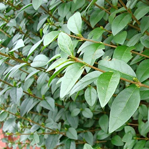 Vivai le Georgiche - Pianta vera di Ligustrum ovalifolium - vaso Ø 24 cm