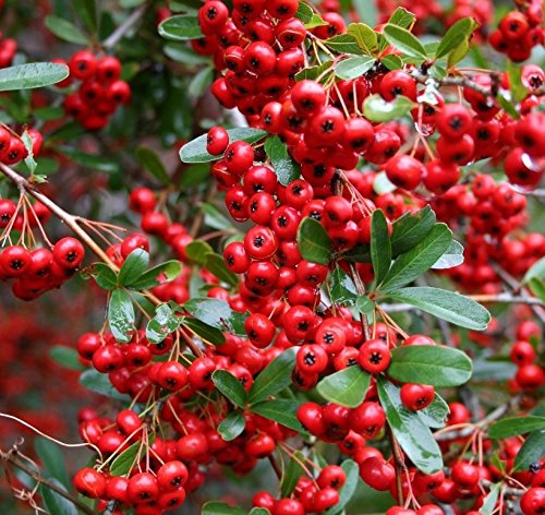15 Samen von SCARLET Feuerdorn (Pyracantha Coccinea) Flower Strauch Bush SEEDS - schön!