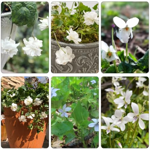violetas fragantes - Viola odorata - primavera jardín de interior jardín semillas decoración semillas cortadas silvestres 200pcs