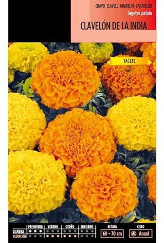 Semillas de Tagete Enano Mix Color Semillas de Flores Amarillas y Naranjas