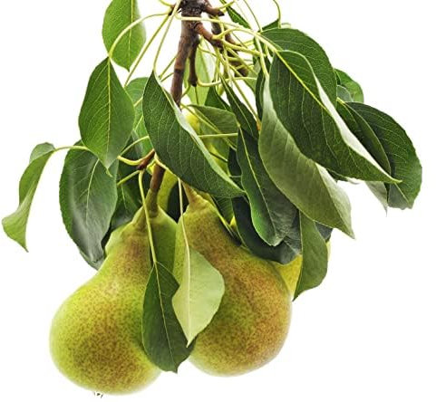 Pear Tree, 'Concorde', 1 x Tall Plant in a 10 Litre Pot, 1.2m-1.4m Height, Fruit Trees, Garden Ready and Ready to Plant, Premium Quality Fruit Tree