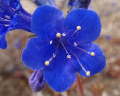 Buy4Seeds 25000 Seeds California Bluebell Seeds - Phacelia Campanularia Easy to Grow