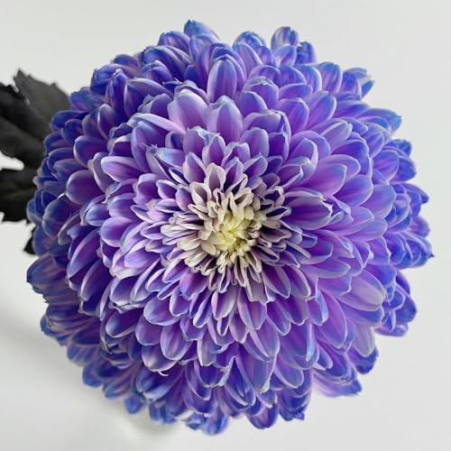 semi di crisantemo resistenti all'esterno crisantemo decorazione da giardino per esterni, tappeto da balcone perenni, ombra 50pcs