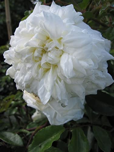 Baumschule Pflanzenvielfalt Kletterrose Alberic Barbier® - Rosa Alberic Barbier® - weiß - Ramblerrose