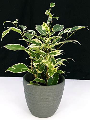 POWERS TO FLOWERS - FICUS BENJAMIN VARIEGATO VASO 11, IN CERAMICA ANTRACITE, pianta vera